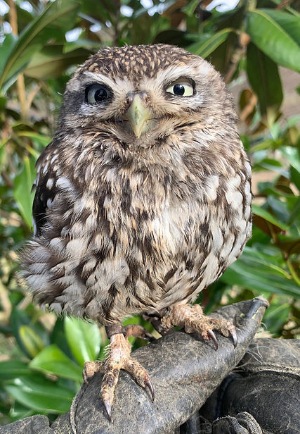 Exmoor Owls Little Owl 'Athena'.JPG